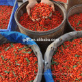 Made in China sun dried goji berries nutrition health